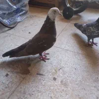 یک جفت کفتر|پرنده|ملایر, |دیوار