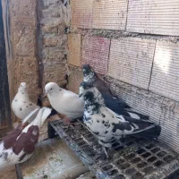 کبوتر فروشی|پرنده|شاهرود, |دیوار