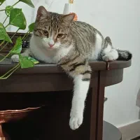 واگذاری گربه