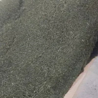 فروش شوید خشک شده بصورت عمده