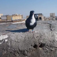 کبوتر|پرنده|مشهد, شهید قربانی|دیوار