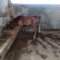 اسب|اسب و تجهیزات اسب‌سواری|بوشهر, |دیوار