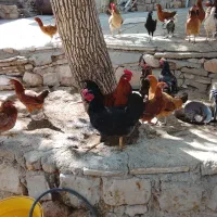 خروس وجوجه|حیوانات مزرعه|ماهیدشت, |دیوار
