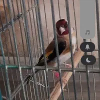 سهره چهار گل  کرواتی یه کوچولو رونک سیاه داره