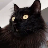 گربه Dlh  پسر ۲ ساله حرف گوش کن و خوش انرژی