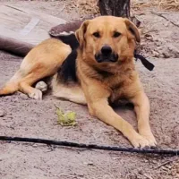 سگ نر دو رگ نگهبان