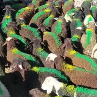 بره نر خاص پسندلاغر افشاری سرخ پلنگی بشتابید