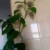 گل پتوس