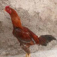 خروس
