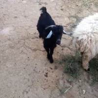 حیوانات خانگی