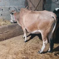 گاو شکم دار