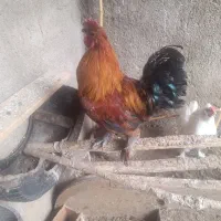 خروس محلی خونه باغ