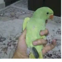 ملنگو سرلاکی نرم خور و دون خور