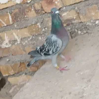 کبوتر کفتر|پرنده|تایباد, |دیوار