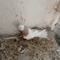 کبوتر|پرنده|مشهد, کشف|دیوار