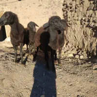 گوسفند ماده