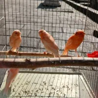 قناری سرخ و سهره نر ماده تک و جفتی