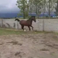 فروش نریان کرد ۵ سال|حیوانات مزرعه|خرمآباد (تنکابن), |دیوار