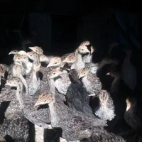 جوجه بوقلمون دوماهه|حیوانات مزرعه|پارسآباد, |دیوار