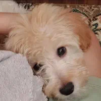 سگ پودل کراس