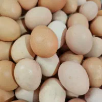 تخم مرغ محلی ارگانیک|خوردنی و آشامیدنی|تهران, مرزداران|دیوار