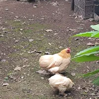 مرغ پاپری با جوجه