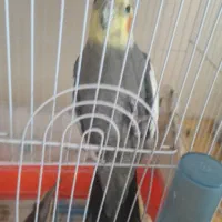 عروس هلندی نروماده تازه جفت خوردن