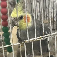 عروس هلندی گم شده زمین شهری شمالی (مژدگانی)