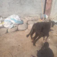 گاوگوساله ماده دامازدق|حیوانات مزرعه|اردبیل, |دیوار