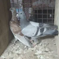 کبوتر جوجه مسافتی