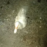 فروش ۱ مرغابی نر نژاد مسکویی و دو تا قوغاز|حیوانات مزرعه|سرپل ذهاب, |دیوار