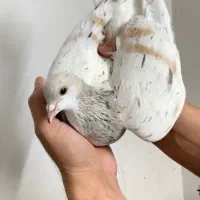 ساده هفترنگ