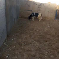 گاو قصر|حیوانات مزرعه|زنجانرود, |دیوار