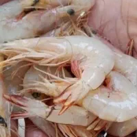 فروش صید روز از بندر به تمام شهرها