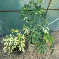 شفلرا طلایی|گل و گیاه طبیعی|طاهرگوراب, |دیوار