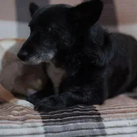 ولش کورگی پمبروگ دوساله برترین نژادسگ|سگ|بهشهر, |دیوار