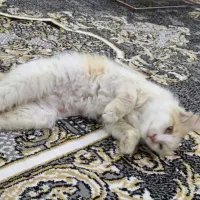 گربه|گربه|بهبهان, |دیوار