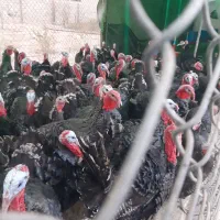 بوقلمون برنز انگلیس|حیوانات مزرعه|خمینی‌شهر, |دیوار