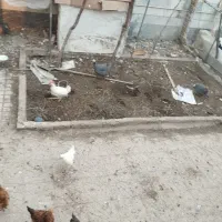 مرغ شاخدار|حیوانات مزرعه|پاکدشت, حصار امیر|دیوار