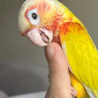 ردچیک