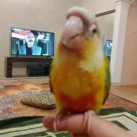گمشده