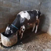 دو عدد گوساله میداود میباشن|حیوانات مزرعه|باغ ملک, |دیوار