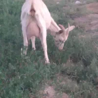 بزسانن اصل|حیوانات مزرعه|شیرینسو, |دیوار