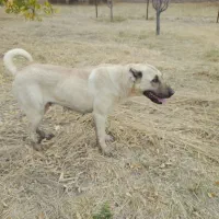 ماده سرابی ۲ساله قد ۷۳