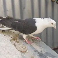 کبوتر  دمگیر|پرنده|فولادشهر, A1|دیوار