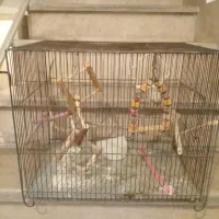 قفس پرنده