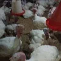 بوقلمون پرواری