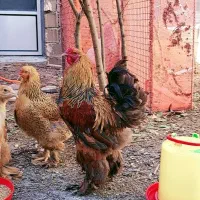 تخم نطفه دار برهما گلدپاتریچ و مرندی