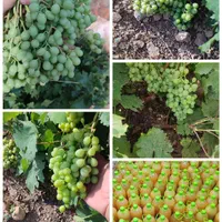 فروش آب غوره دیم فوق العاده ترش و باکیفیت