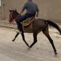 اسب مادیون
